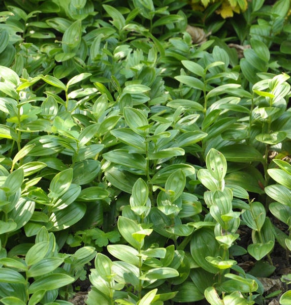 Detailaufnahme von Salomonssiegel Pflanzen im Garten