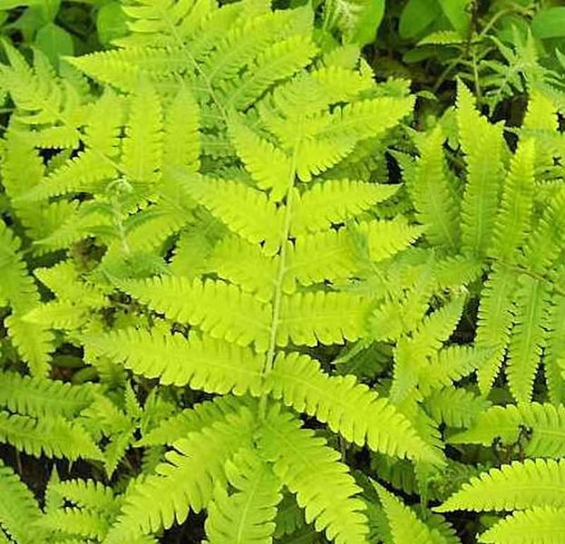 Nahaufnahme eines Farns mit fein gefiederten Blättern