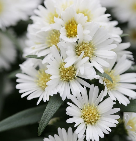 Nahaufnahme von Bergasternblüten mit weißen Blütenblättern und gelben Blütenkörbchen.