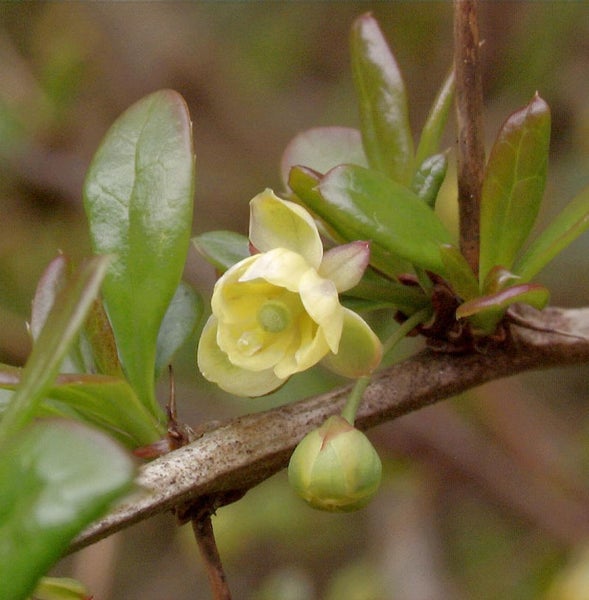 Blüte einer Berberitze mit Blättern an einem Zweig