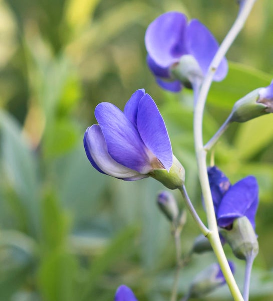 Nahaufnahme von blauen Schmetterlingsblüten