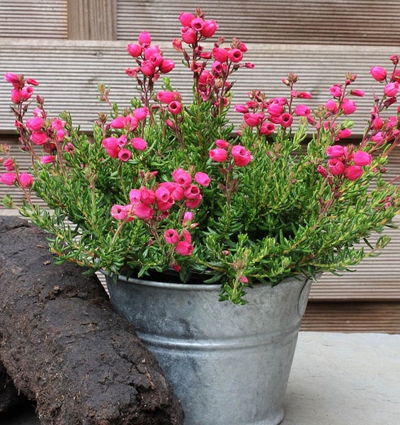 Topf mit Glockenheide im Außenbereich