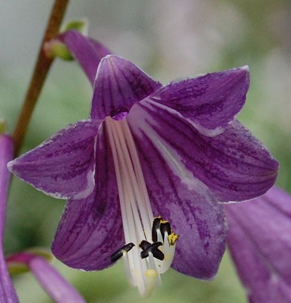 Nahaufnahme einer Glockenblume mit violetten Blütenblättern und weißen Staubfäden