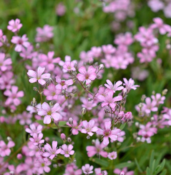 Nahaufnahme von rosa Schleierkrautblüten
