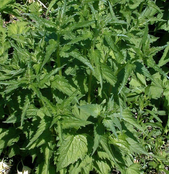 Brennnessel Pflanze im Garten