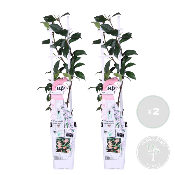 Bloomique - 2er-Set - Trachelospermum Jasminoides - Toskanischer Jasmin - Rosa - Kletterpflanzen - Gartenpflanzen - Winterhart - Immergrün - 50-70 cm Hoch - Topf 15 cm