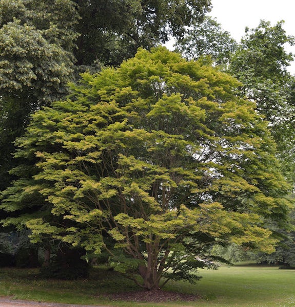 Japanischer Ahorn Baum im Garten