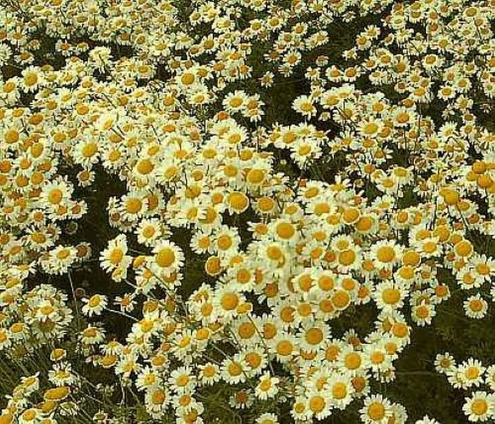 Feld mit Margeritenblüten