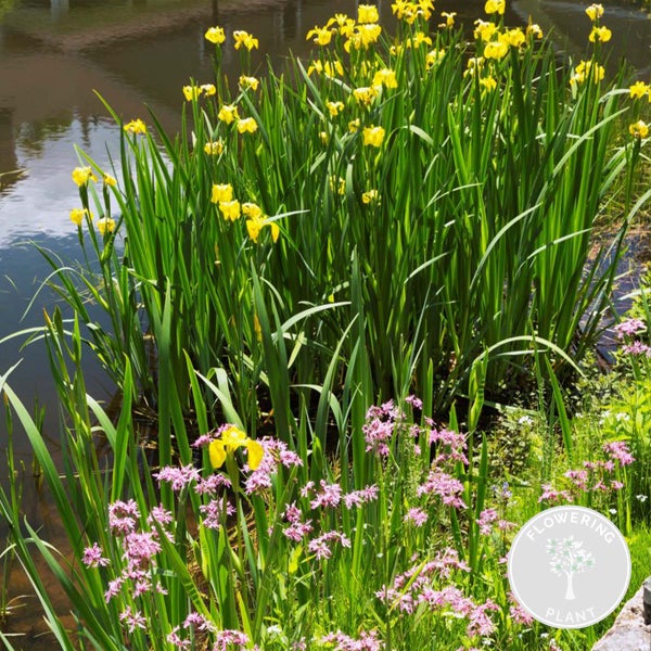 Bloomique - 6er Set - Blühende Teichpflanzen - Wasserpflanzen Miniteich - Zone 1 & 2 - Winterhart - Höhe 15-25 cm - Topf 9 cm