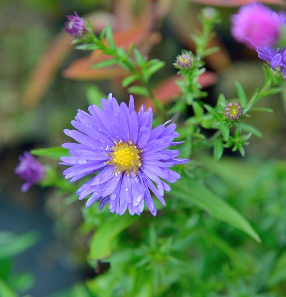 Nahaufnahme einer lila Aster mit gelbem Zentrum, umgeben von grünem Laub