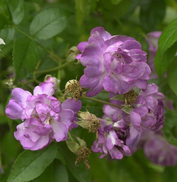 Nahaufnahme von lila Rosenblüten mit grünen Blättern