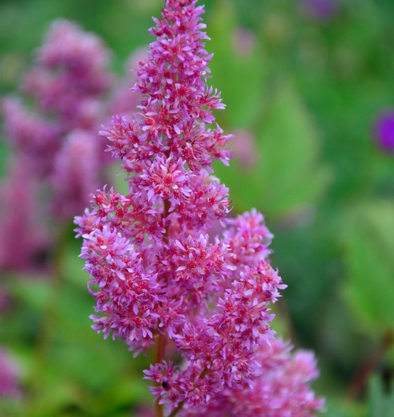 Astilbe Pflanze mit Blütenstand