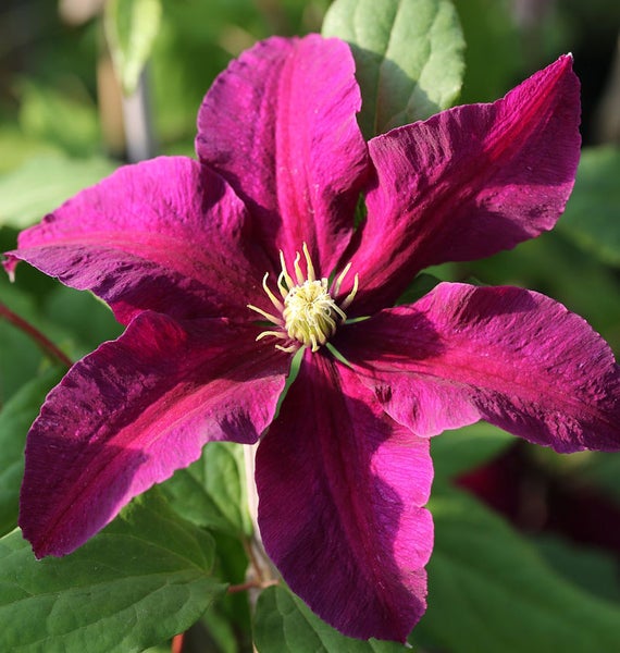 Nahaufnahme einer Clematisblüte