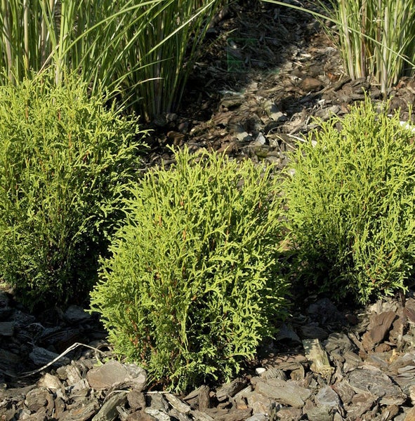 Drei kleine Thuja-Pflanzen im Gartenbeet