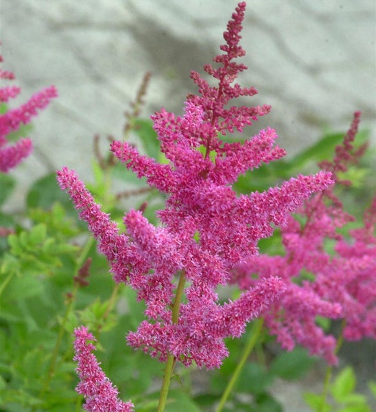 Astilbe Pflanze mit rosafarbenen Blüten