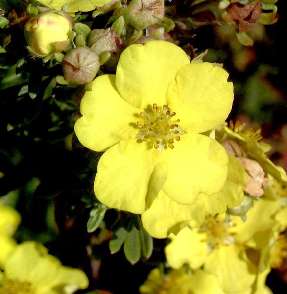 Gelbe Fingerstrauchblüte