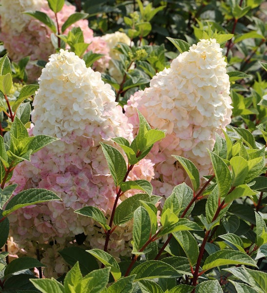 Rispenhortensie mit grünen Blättern