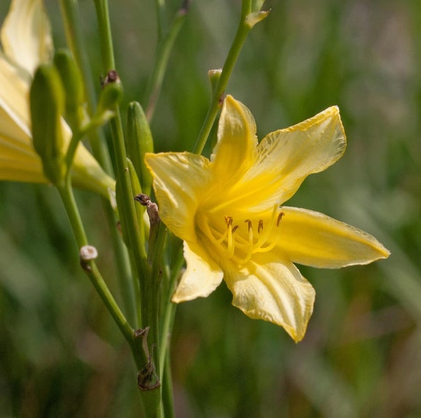 Gelbe Taglilienblüte mit Stiel und Blütenknospen