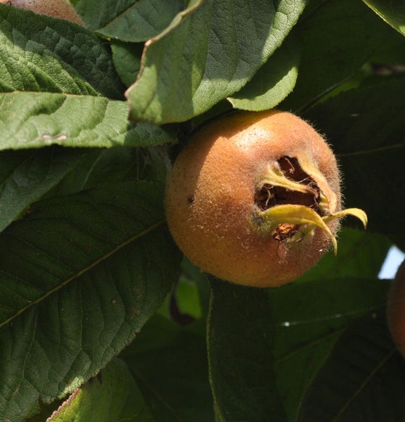 Mispel-Frucht am Baum