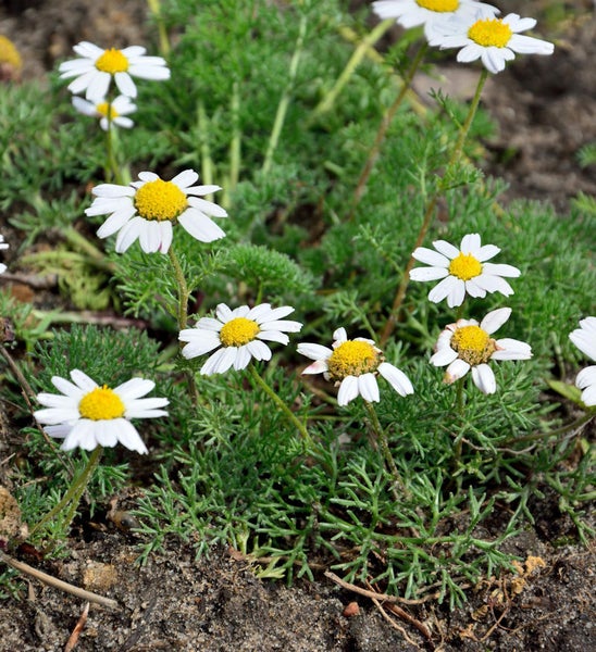 Feld mit Echten Kamille Pflanzen