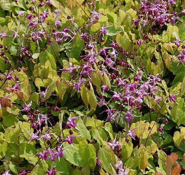 Elfenblume mit grünen Blättern und lila Blüten