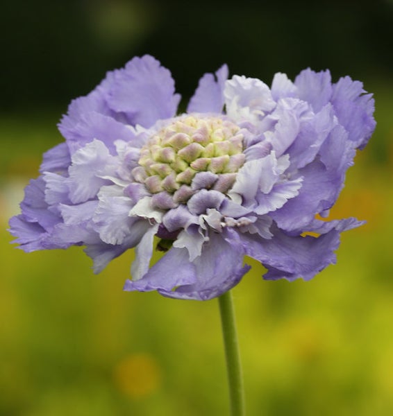 Nahaufnahme einer Scabiosa-Blüte