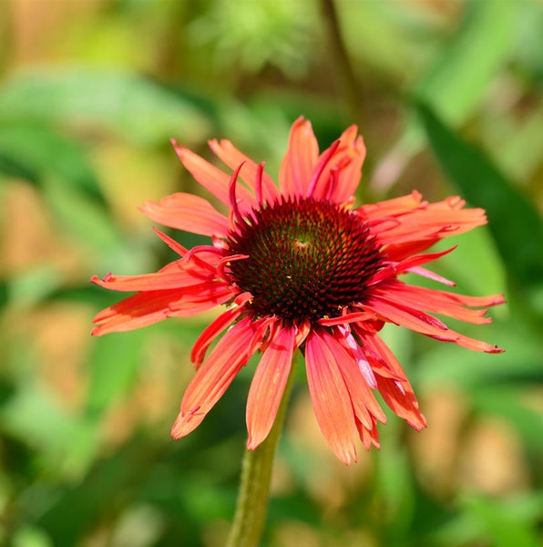 Nahaufnahme einer einzelnen, rotblühenden Sonnenhutblume im Garten
