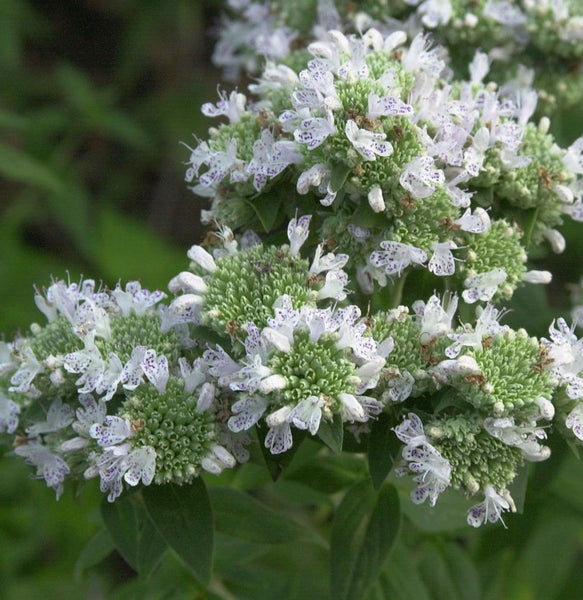 Nahaufnahme von Bergminze mit weißen und violetten Blüten