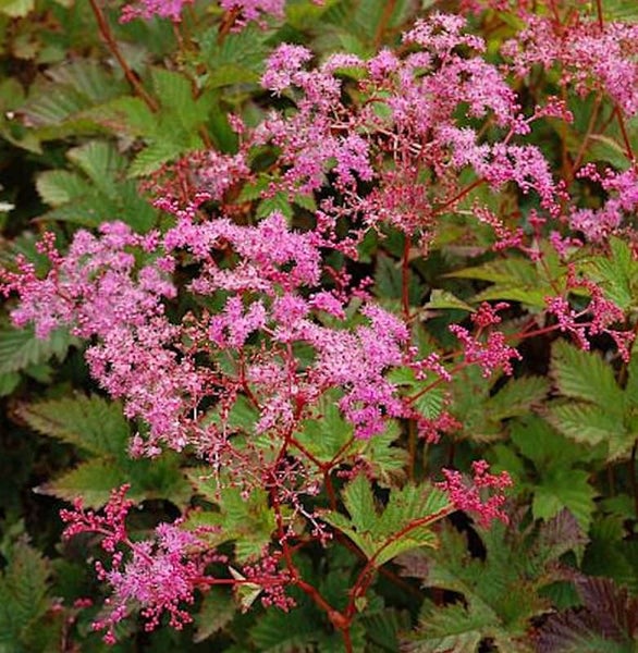 Blühende Bronzefenchel-Pflanze mit rosa Blüten und grünem Laub