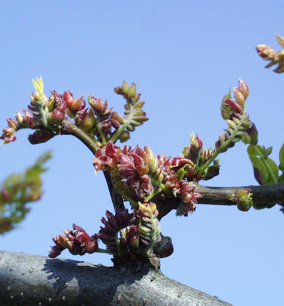 Nahaufnahme von blühenden Ästen eines Baumes vor blauem Himmel