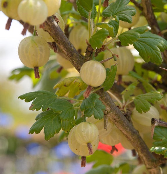 Nahaufnahme von Stachelbeeren an einem Strauch