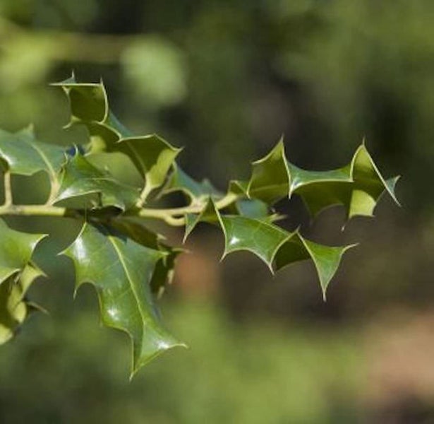 Stechpalmenzweig mit Blättern im Detail