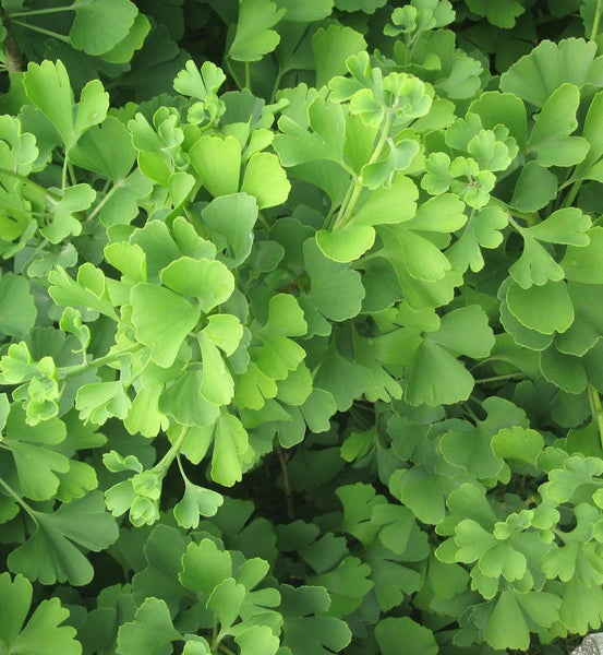 Nahaufnahme von Ginkgobaumblättern