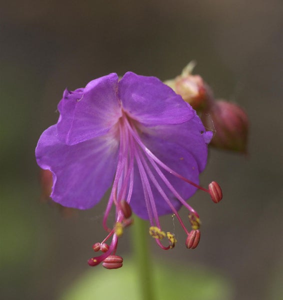 Nahaufnahme einer violetten Storchschnabelblüte