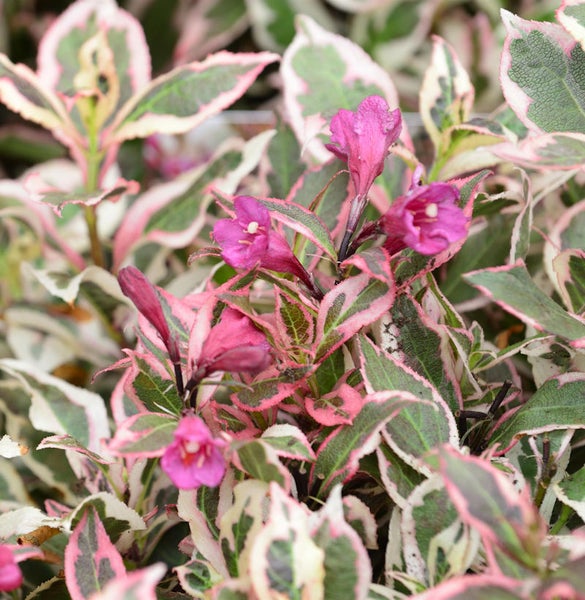 Nahaufnahme einer Weigelie mit Blüten und Blättern.
