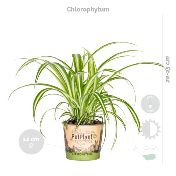 4x Haustierfreundliche Mischung – Cyperus – Chlorophytum – Chamaedorea – Callisia – ⌀12 cm – ↕15-45 cm