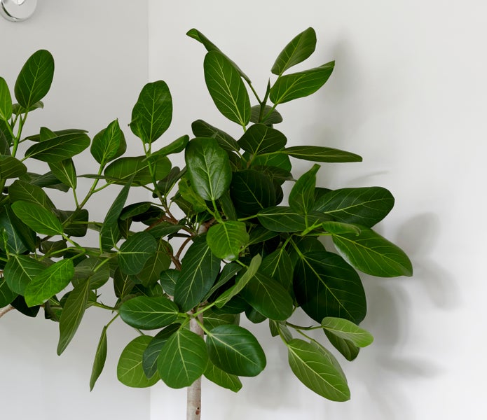 Bloomique - 2er-Set - Ficus Carica Brown Turkey - Feigenbaum - Obstbäume - Gartenpflanzen - Winterhart - 80-100 cm Hoch - Topf 21 cm