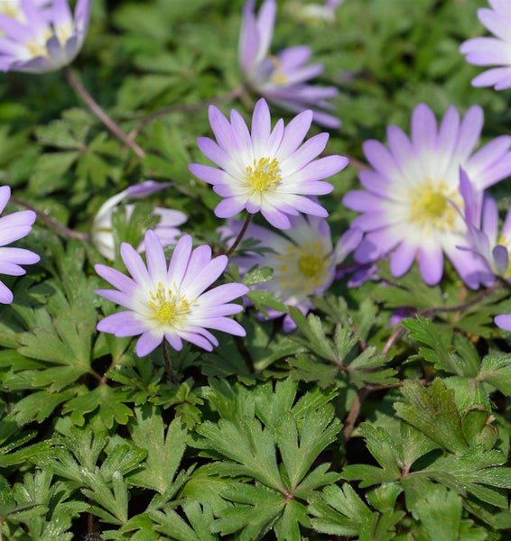 Garten mit Buschwindröschen Pflanzen