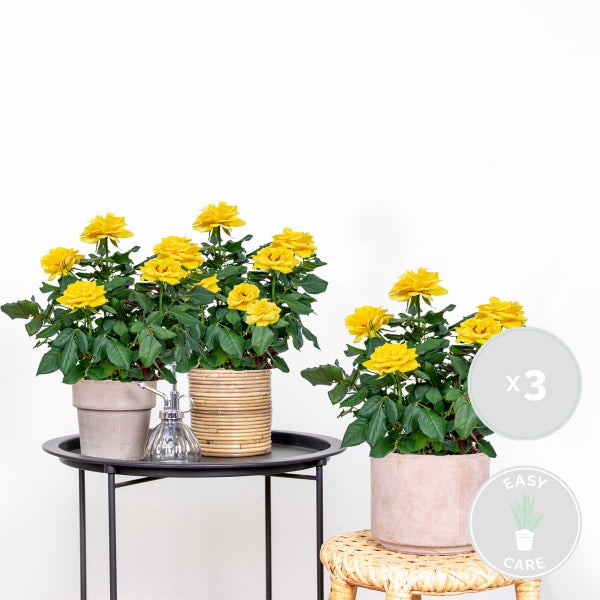 Bloomique - 3er-Set - Topfrosen Gelb - Für drinnen und draußen geeignet - Zimmerpflanzen - Gartenpflanzen - Terrassenpflanzen - Winterhart - 20-30 cm Hoch - Topf 12 cm