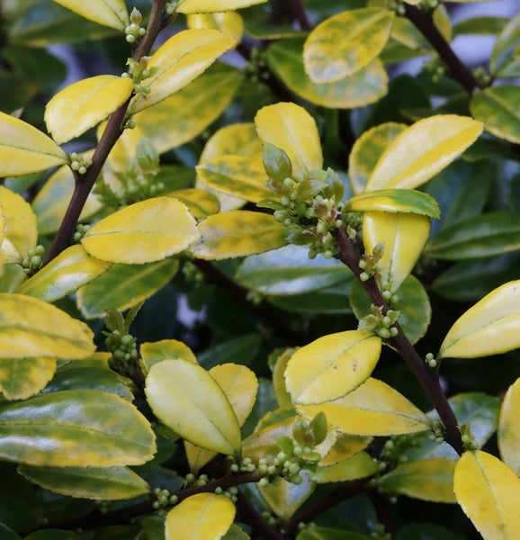 Immergrüner Spindelstrauch mit gelbgrünen Blättern