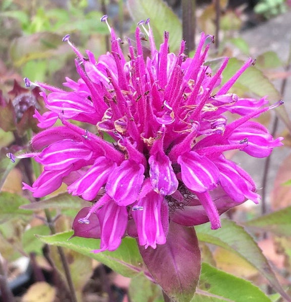 Nahaufnahme einer purpurfarbenen Monarda-Blüte.
