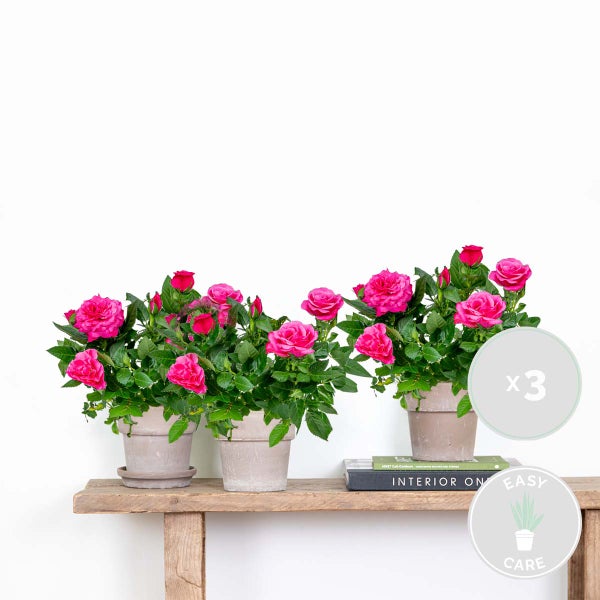 Bloomique - 3er-Set - Topfrosen Rosa - Für drinnen und draußen geeignet - Zimmerpflanzen - Gartenpflanzen - Terrassenpflanzen - Winterhart - 20-30 cm Hoch - Topf 12 cm