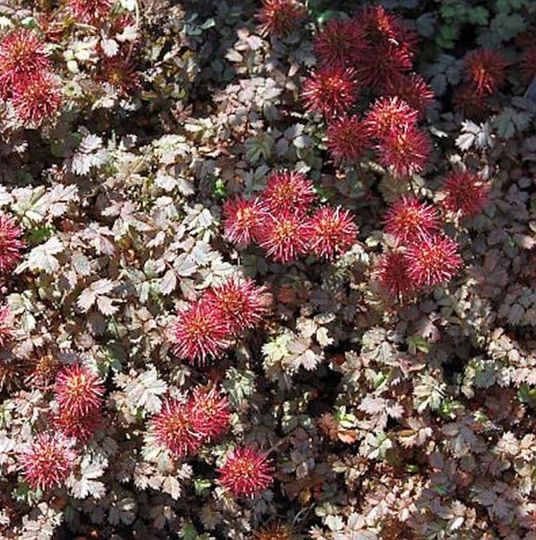 Blutströpfchen mit roten, kugelartigen Blüten und graugrünem Laub