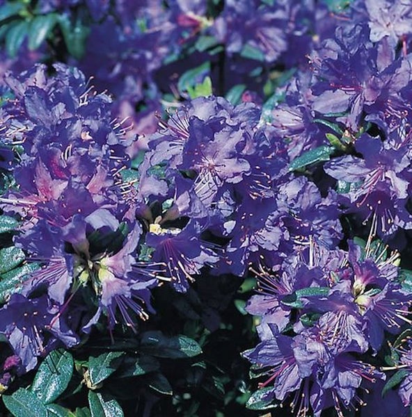 Nahaufnahme einer Rhododendron-Pflanze mit violetten Blüten