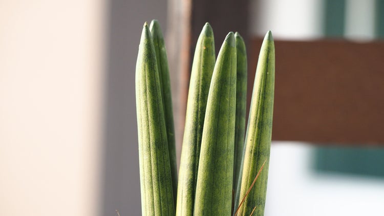 Bloomique - Sansevieria Straight - Schwiegermutterzunge - Bogenhanf - Zimmerpflanzen - Luftreinigend - Sehr pflegeleicht - 20-30 cm Hoch - Topf 12 cm