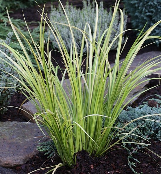 Ziergras mit langen, schmalen Blättern im Gartenbeet