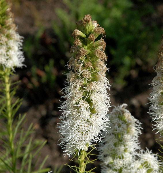 Ährige Prachtscharte mit weißen Blüten