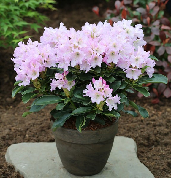 Rhododendron in einem Topf mit hellrosa Blüten.