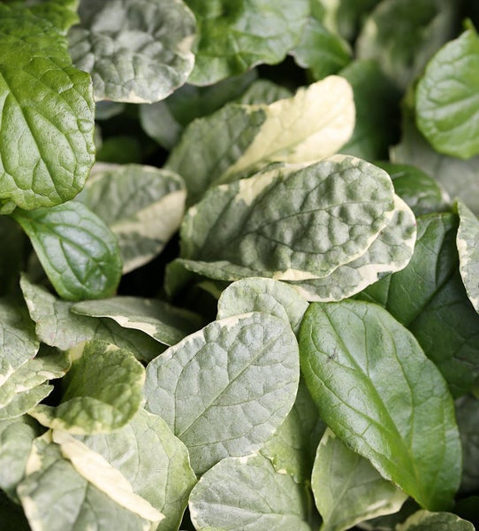 Nahaufnahme von Kriechendem Günsel mit Blättern