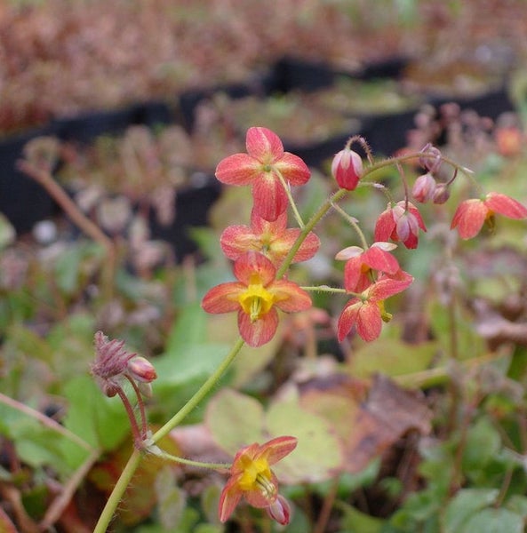 Elfenblume mit zarten Blüten